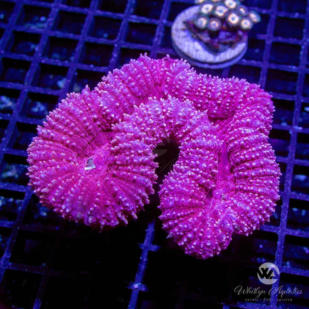 WA Bubblegum Pink Lobo - WYSIWYG