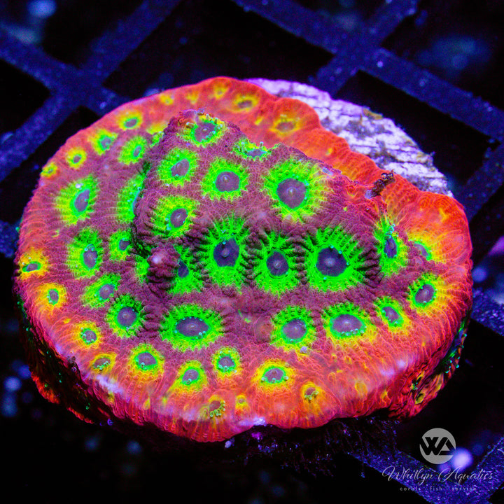 WA Bullet Hole Favia - Whitlyn Aquatics