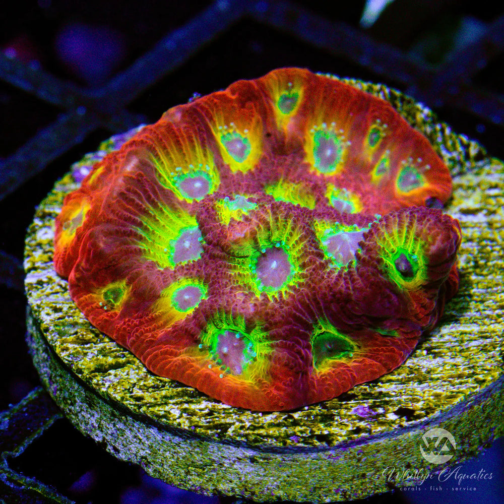 WA Bullet Hole Favia - Whitlyn Aquatics