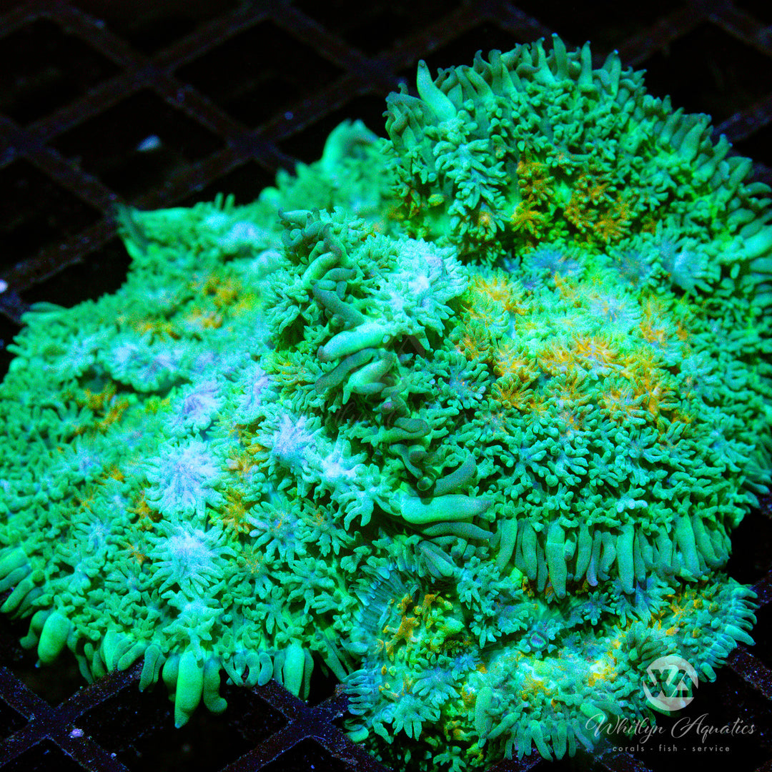 WA Calico Rhodactis Mushroom