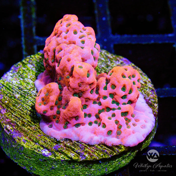 WA Cherry Tree Montipora