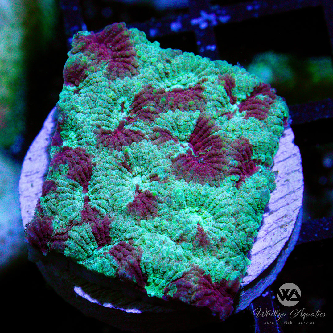 WA Dark Passenger Favia - WYSIWYG (E8)