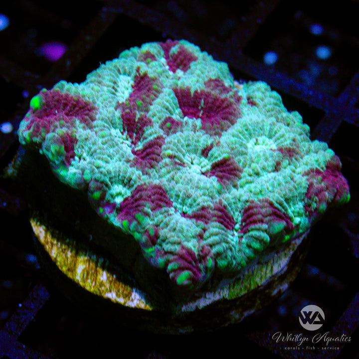 WA Dark Passenger Favia - WYSIWYG (E8)