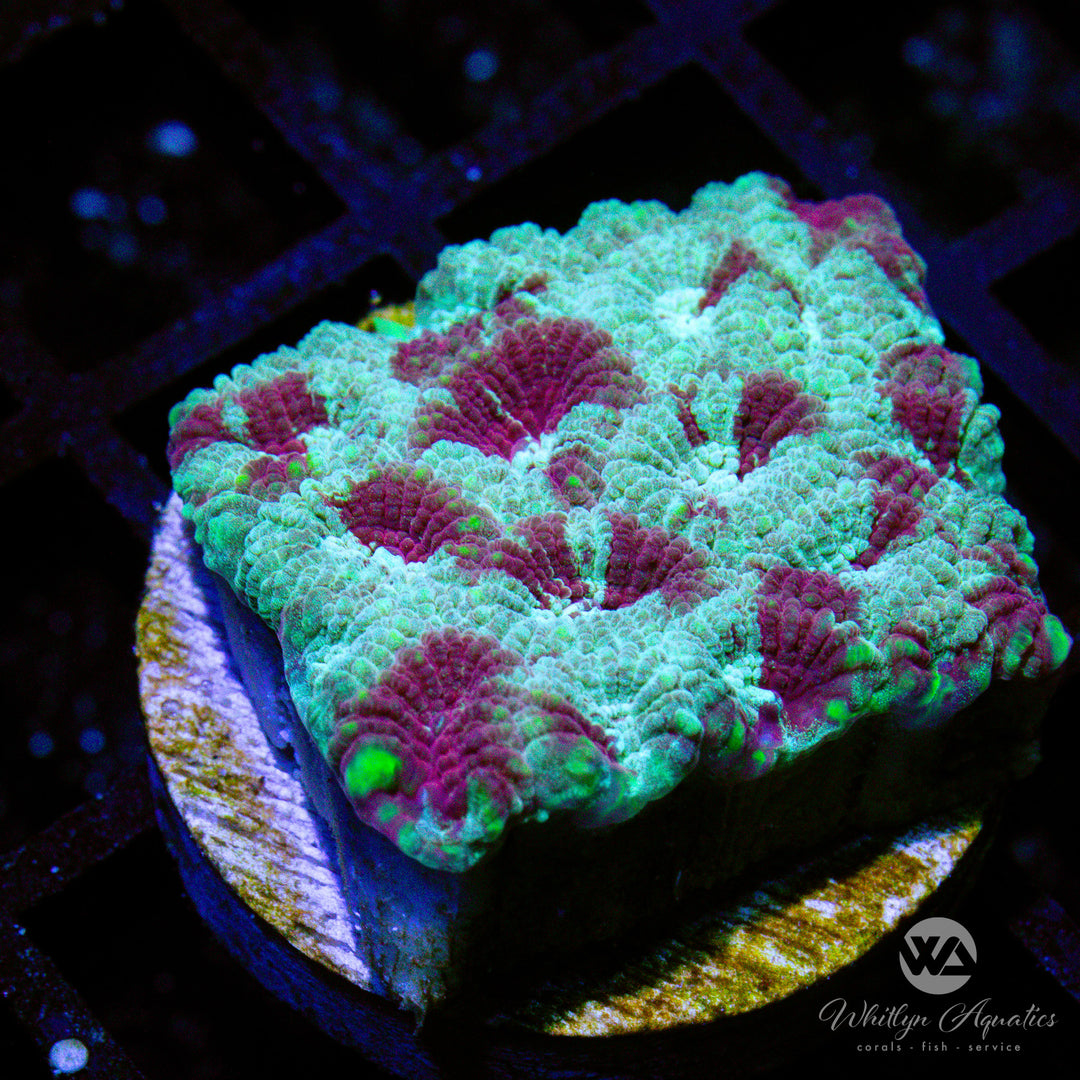 WA Dark Passenger Favia - WYSIWYG (E8)