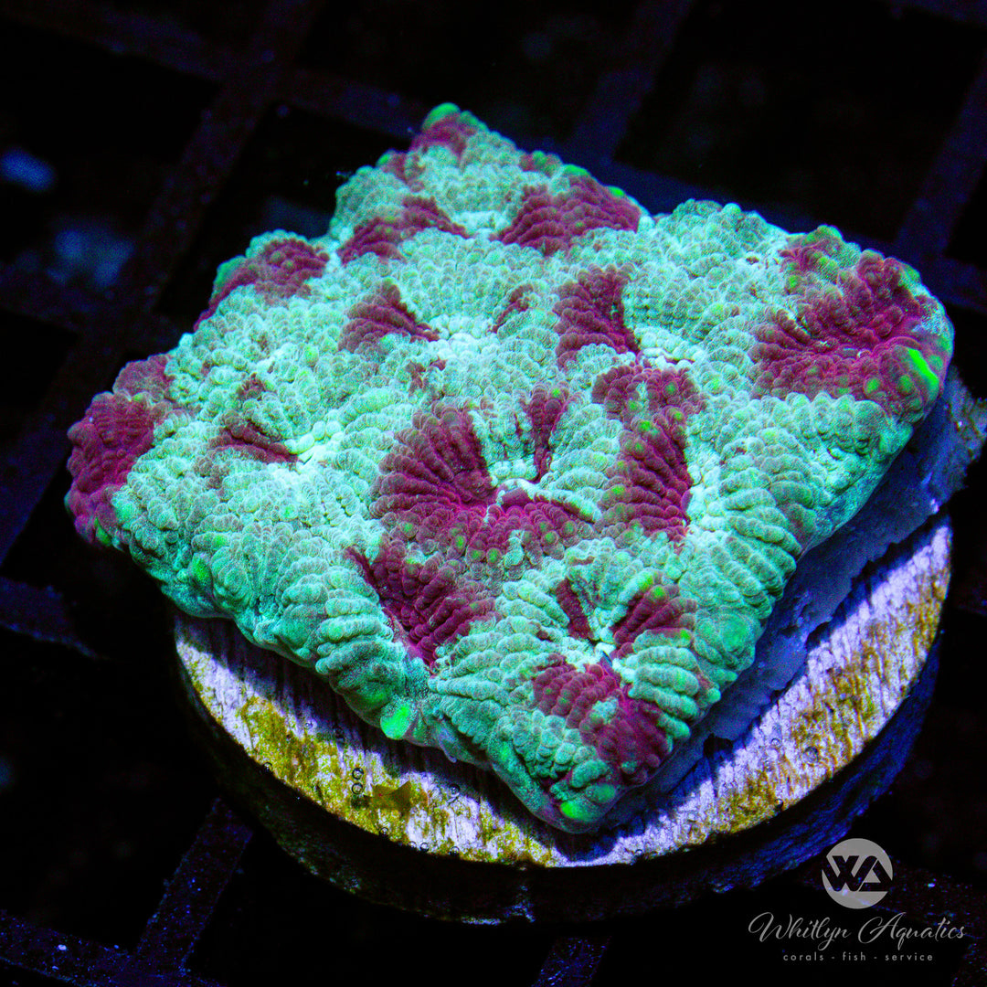 WA Dark Passenger Favia - WYSIWYG (E8)