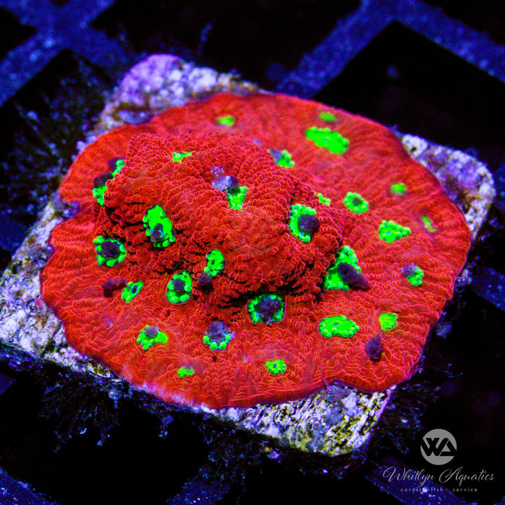 WA Devil's Brew Favia - Whitlyn Aquatics