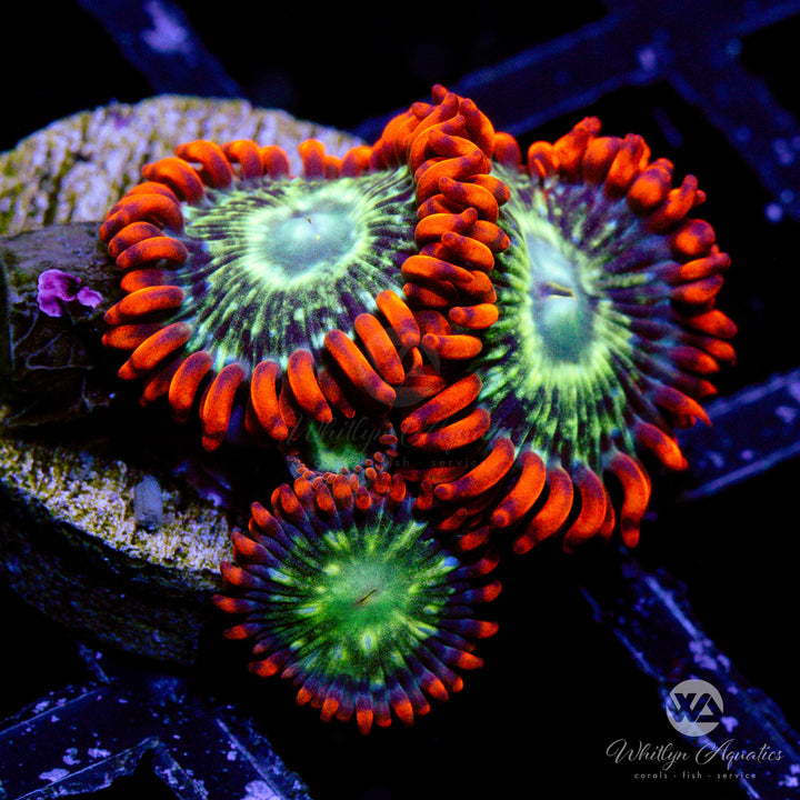 WA Double Dare Zoa (Aquacultured)