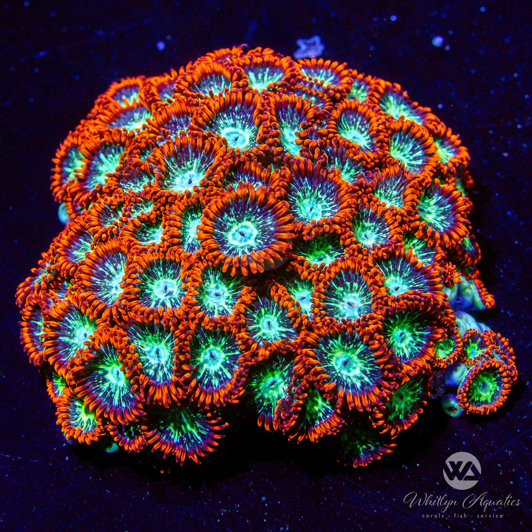 WA Double Dare Zoa (Aquacultured) – Whitlyn Aquatics