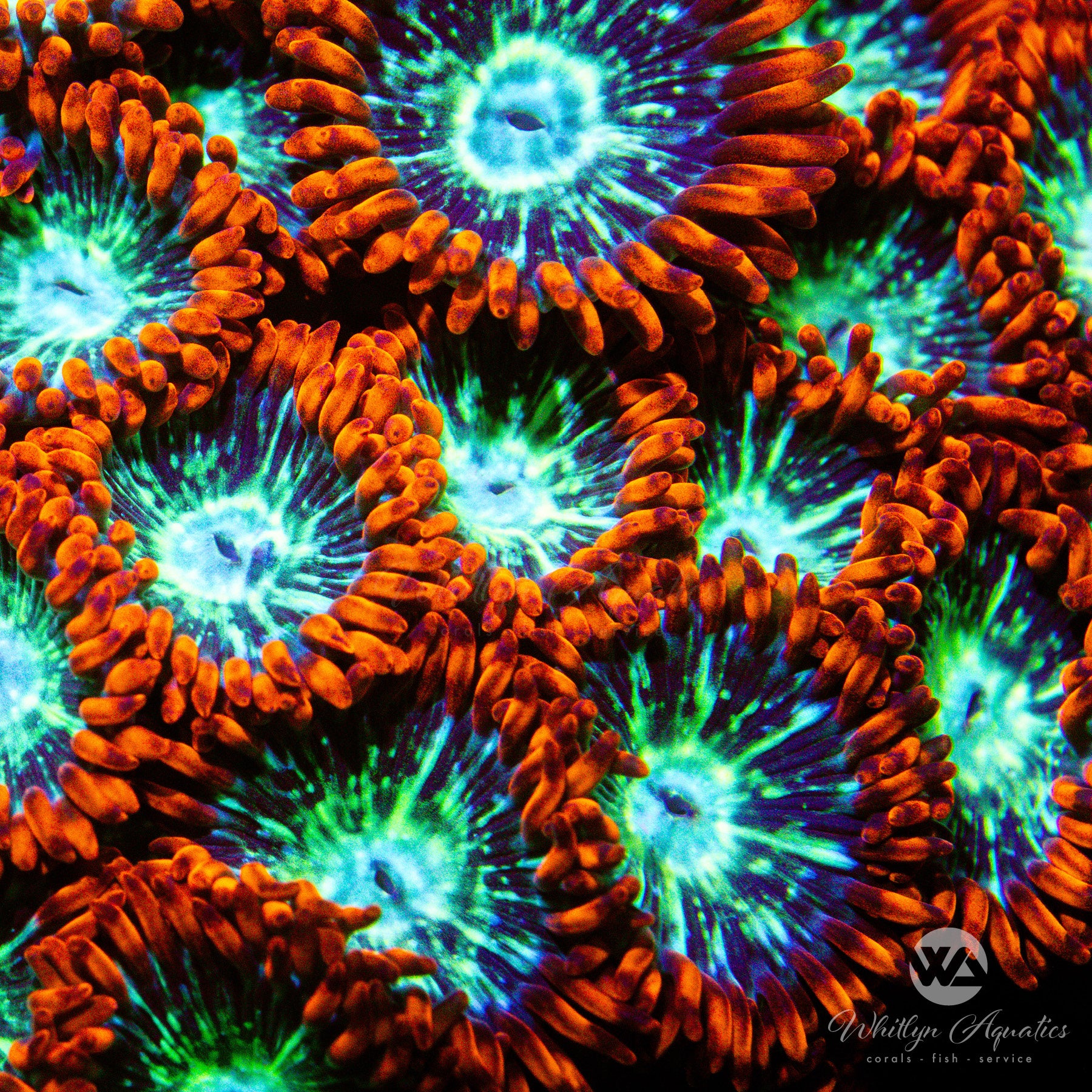 WA Double Dare Zoa (Aquacultured) – Whitlyn Aquatics