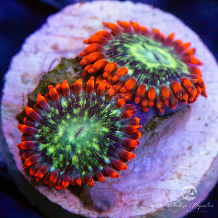WA Double Dare Zoa (Aquacultured)