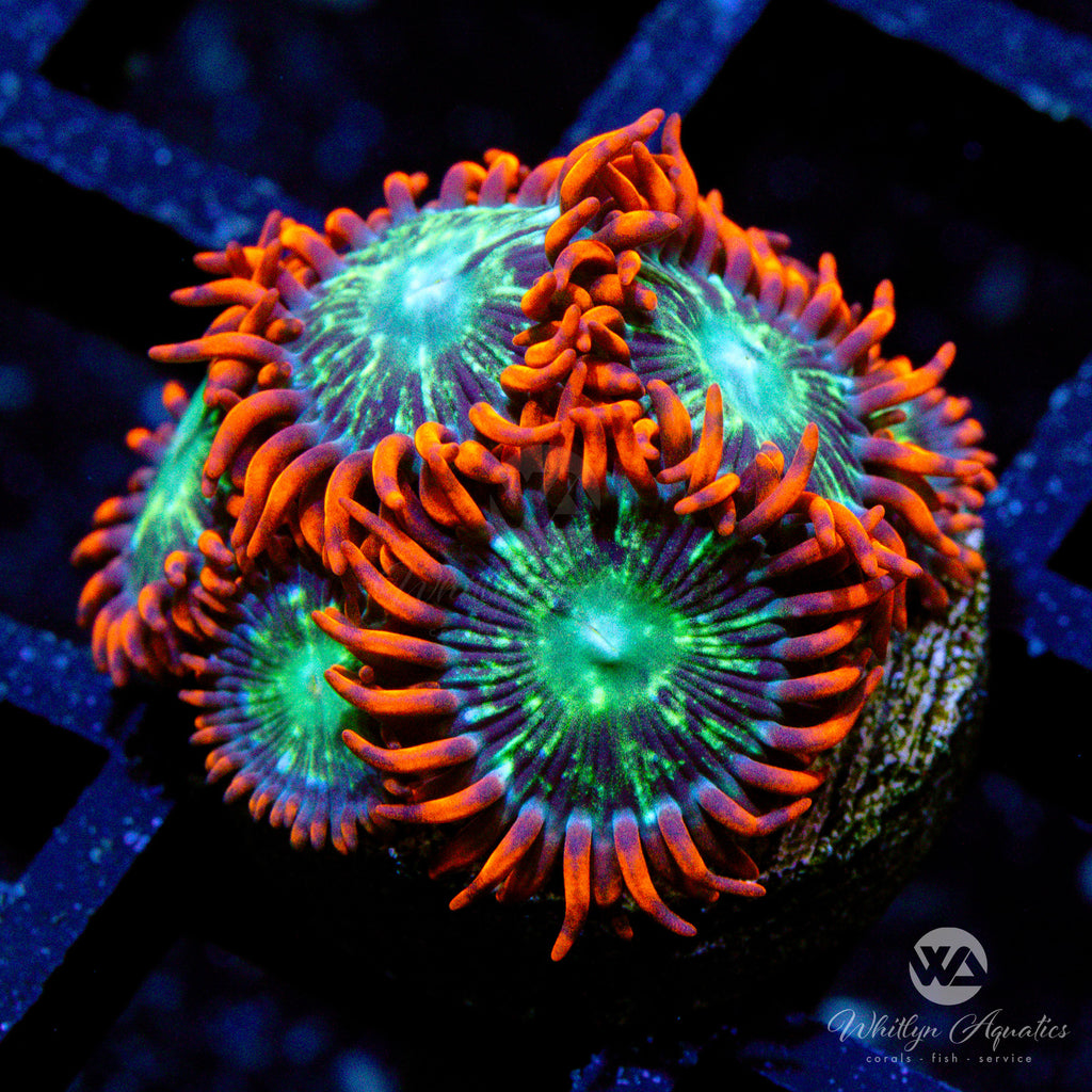 JF Stargazer Zoa – Prestige Worldwide Corals