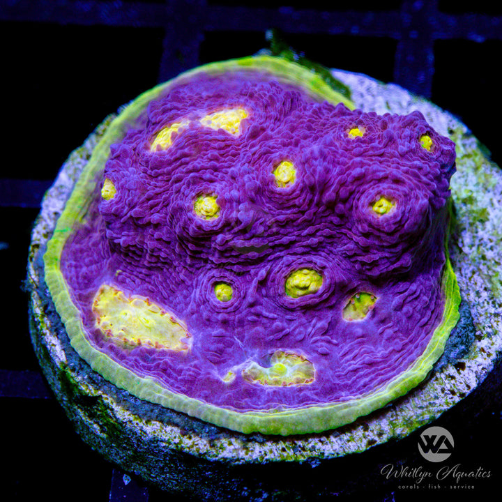 WA Easter Egg Chalice - WYSIWYG