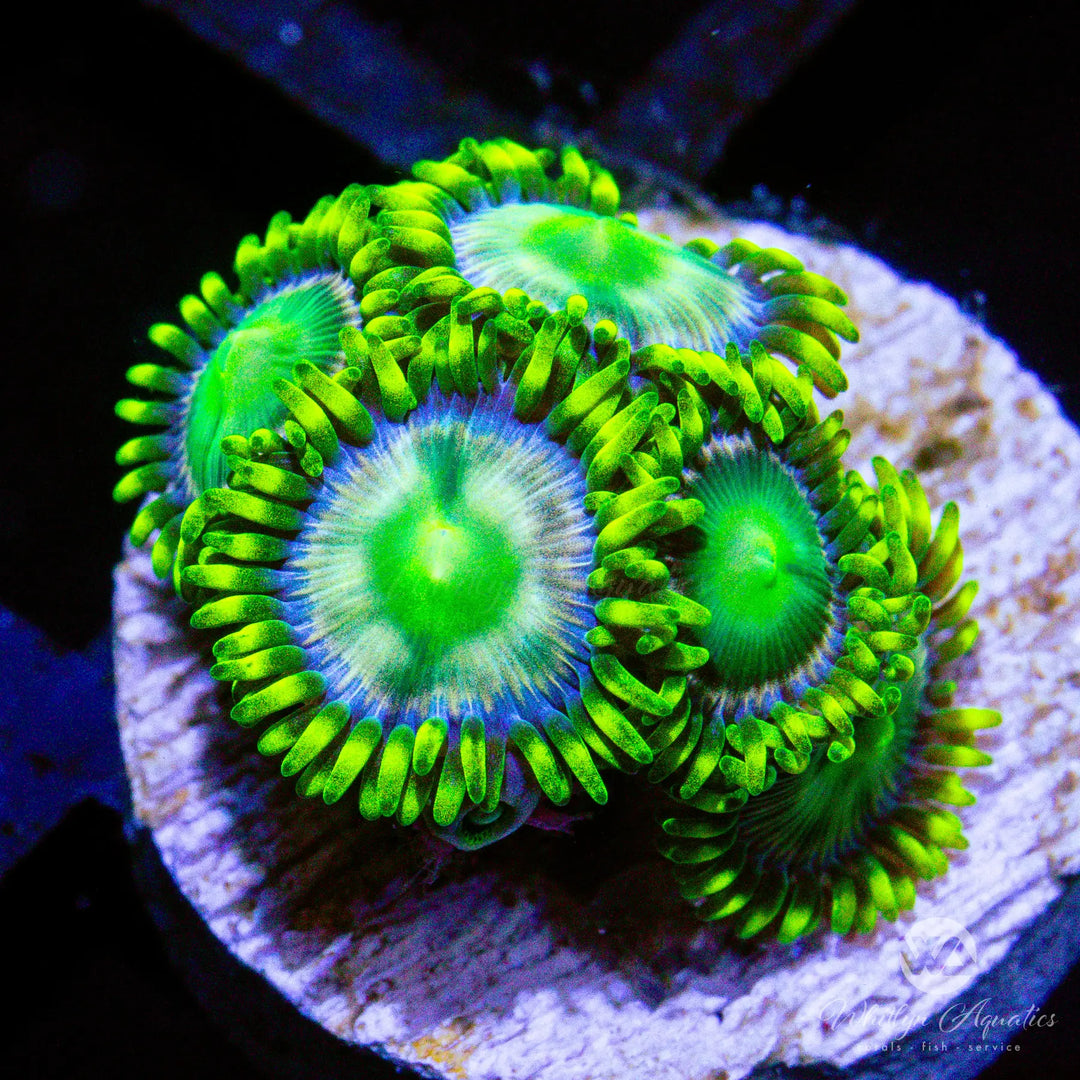 WA Envidia Zoanthid (Aquacultured)