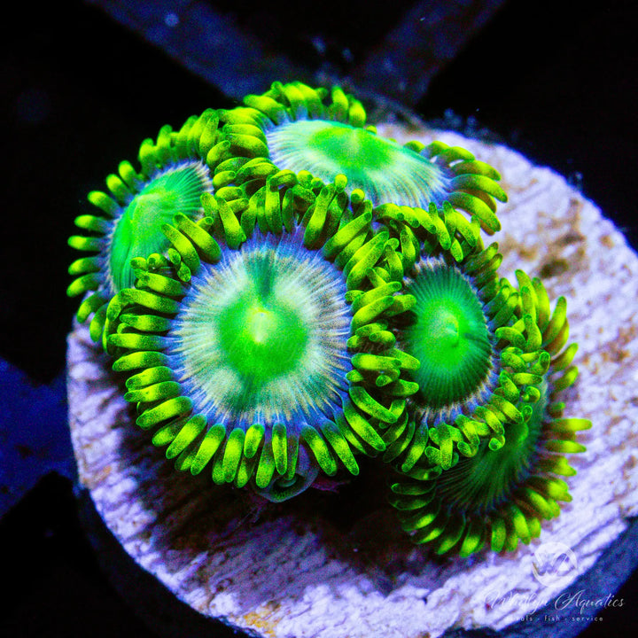 WA Envidia Zoanthid (Aquacultured)