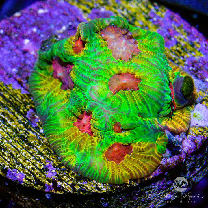 Fascination Favia - WYSIWYG