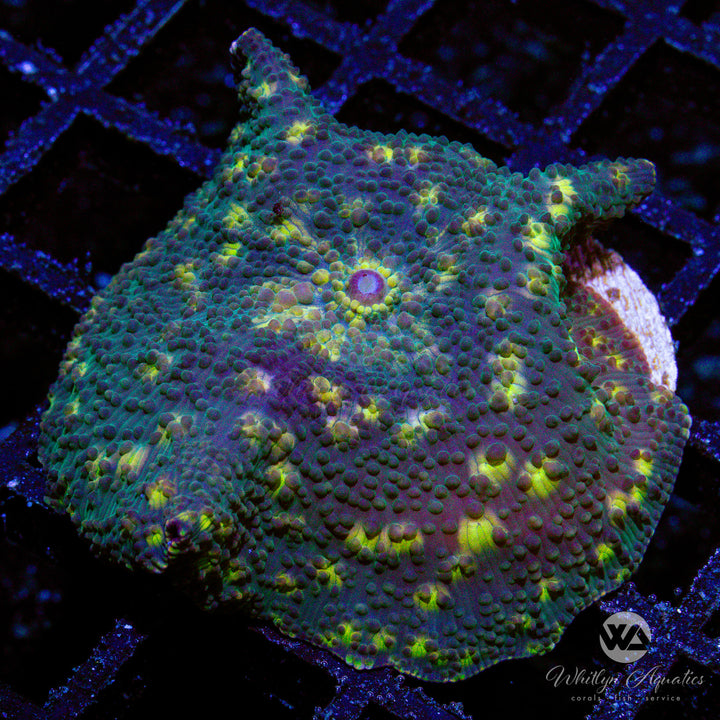 WA Fireflies Mushroom - WYSIWYG (A3)