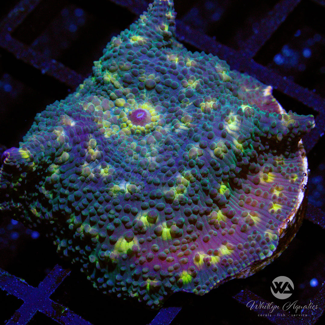 WA Fireflies Mushroom - WYSIWYG (A3)