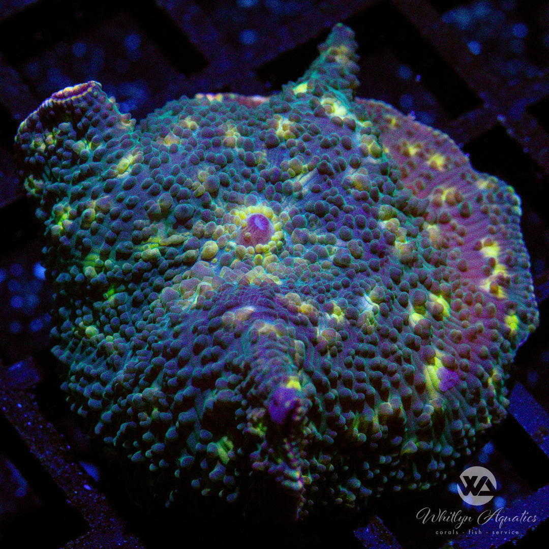 WA Fireflies Mushroom - WYSIWYG (A3)