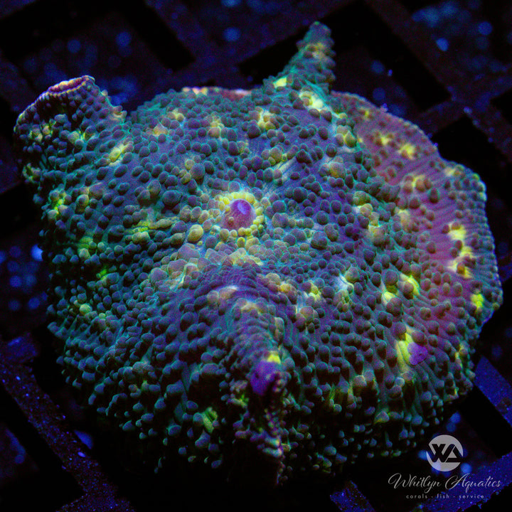 WA Fireflies Mushroom - WYSIWYG (A3)