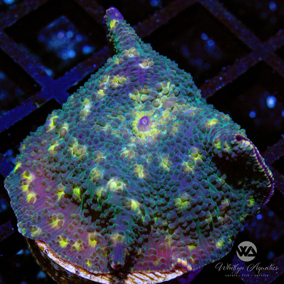 WA Fireflies Mushroom - WYSIWYG (A3)