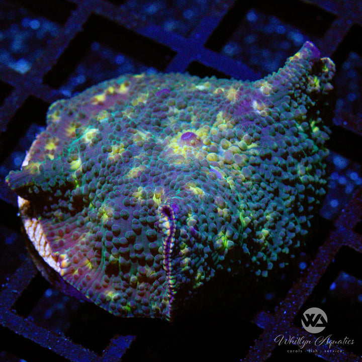 WA Fireflies Mushroom - WYSIWYG (A3)