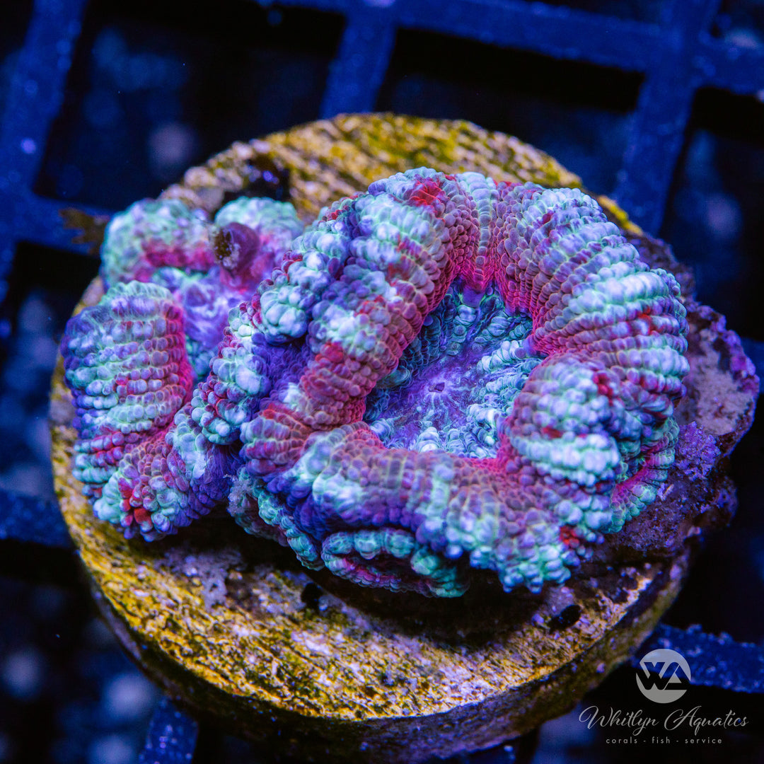 WA Frosty Acan