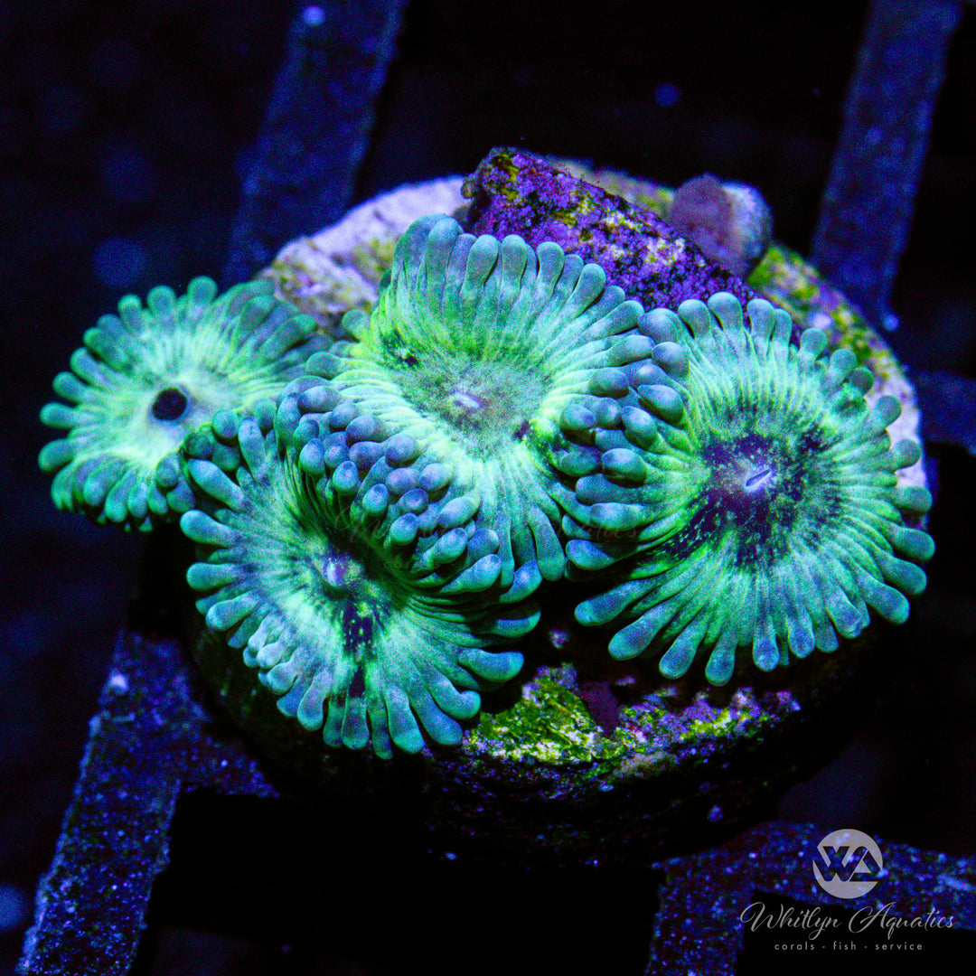 WA Green Inferno Zoanthid (Aquacultured)