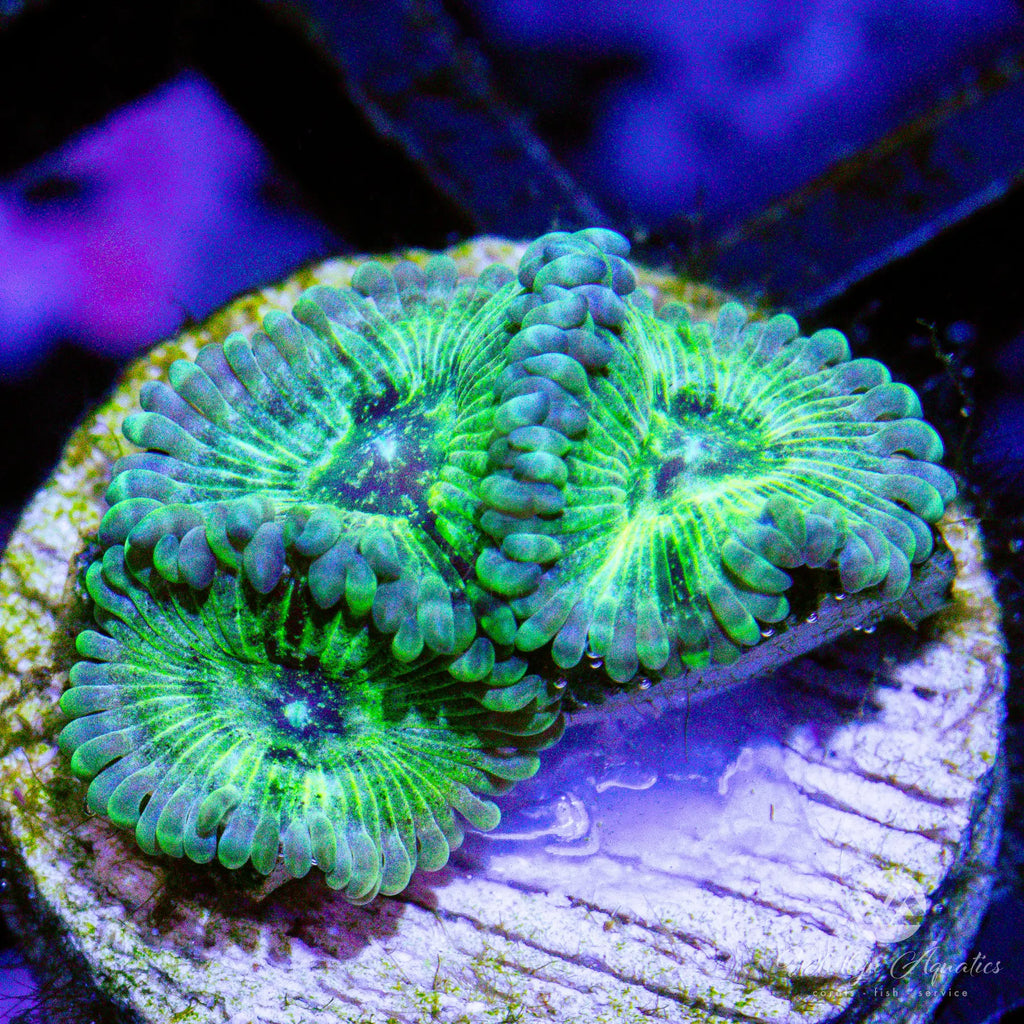 Coralꪔ̤̫ WA Green Inferno Zoanthid (Aquacultured) – Whitlyn Aquatics