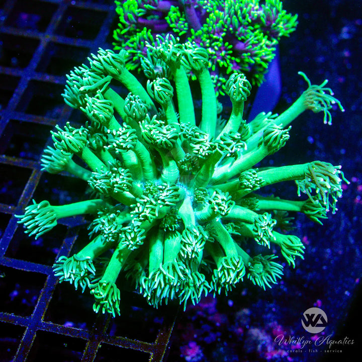 WA Green Lantern Goniopora (Aquacultured)