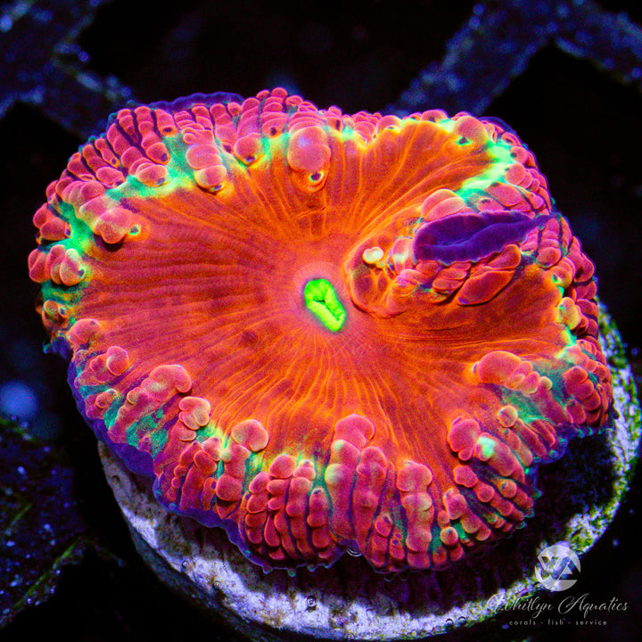 WA Halo Blasto - WYSIWYG (C6)