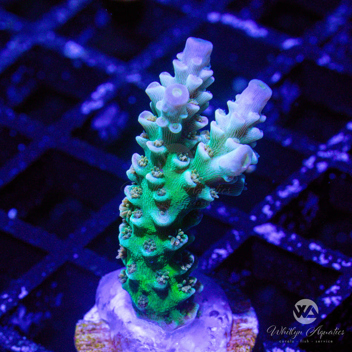 WA Heartbreaker Acropora