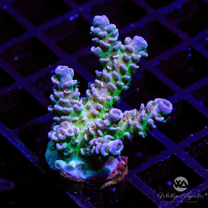 WA Heartbreaker Acropora