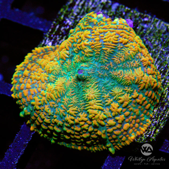 WA Hurricane Rhodactis Mushroom