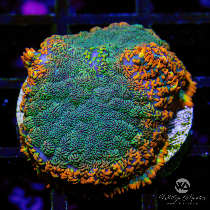 WA Hurricane Rhodactis Mushroom