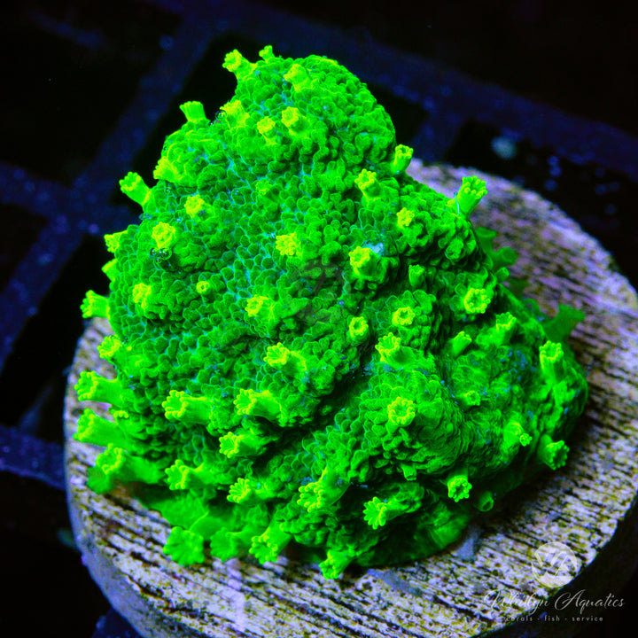 WA Kryptonite Cyphastrea