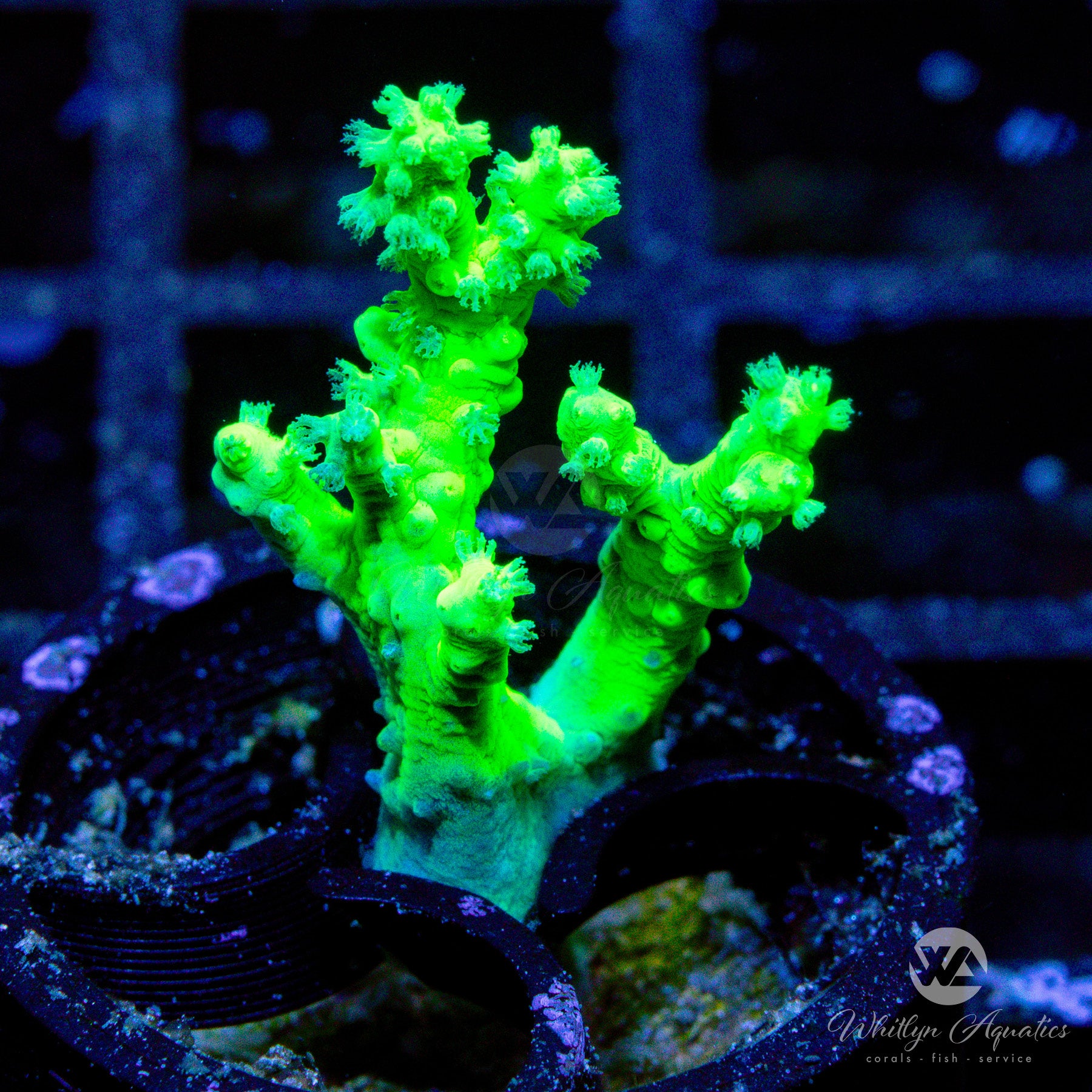 Nephthea Ultimate Guide to Coral Types: SPS, LPS, and Soft Corals for Your ...