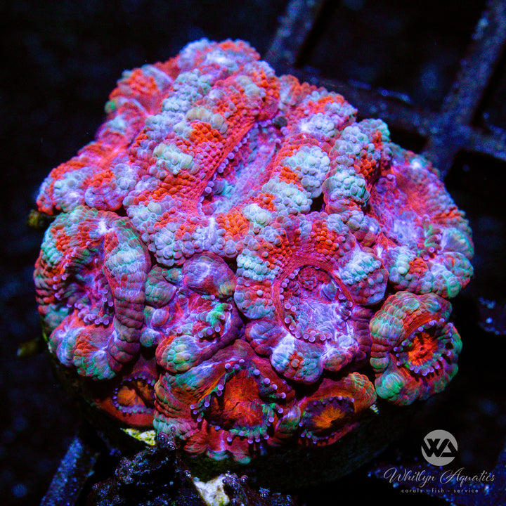 WA Peppermint Acan - WYSIWYG (C3)