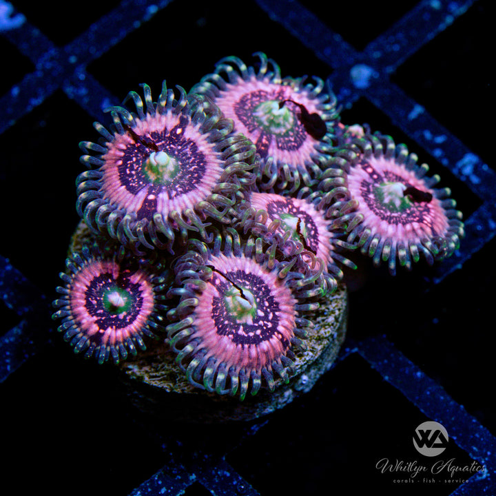 Pink Zipper Zoanthid (Aquacultured)