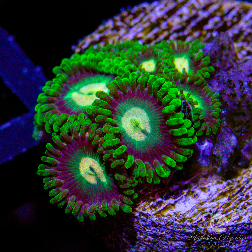 WA Poison Apple Zoanthid (Aquacultured) – Whitlyn Aquatics