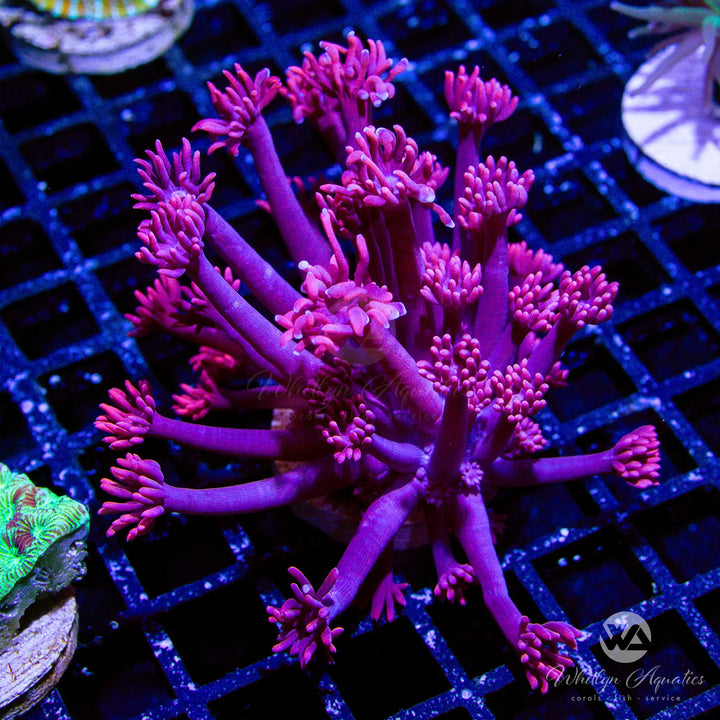 WA Powder Pink Goniopora - WYSIWYG
