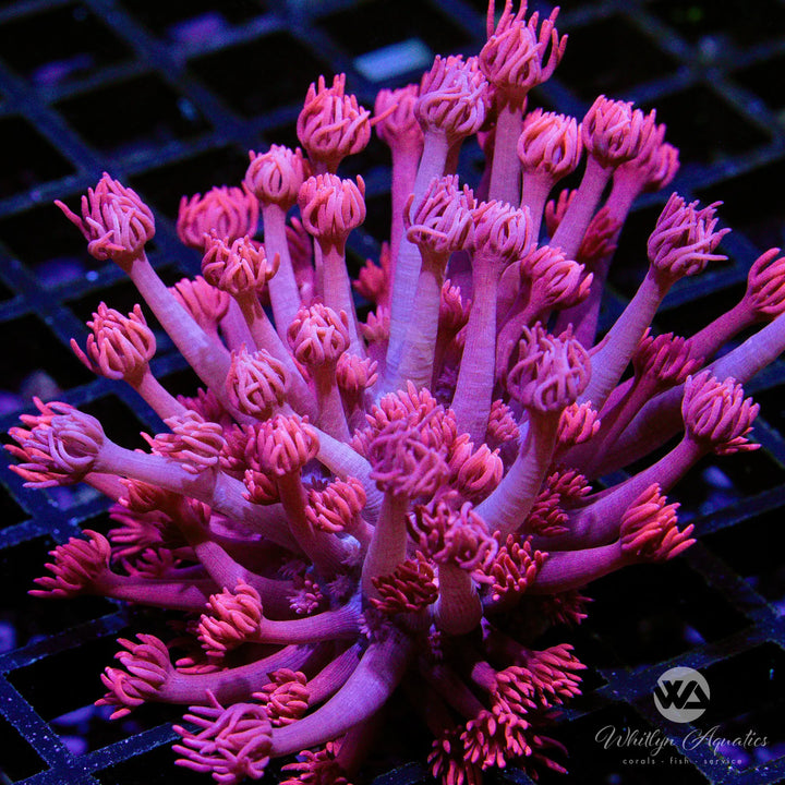 WA Powder Pink Goniopora (Aquacultured)