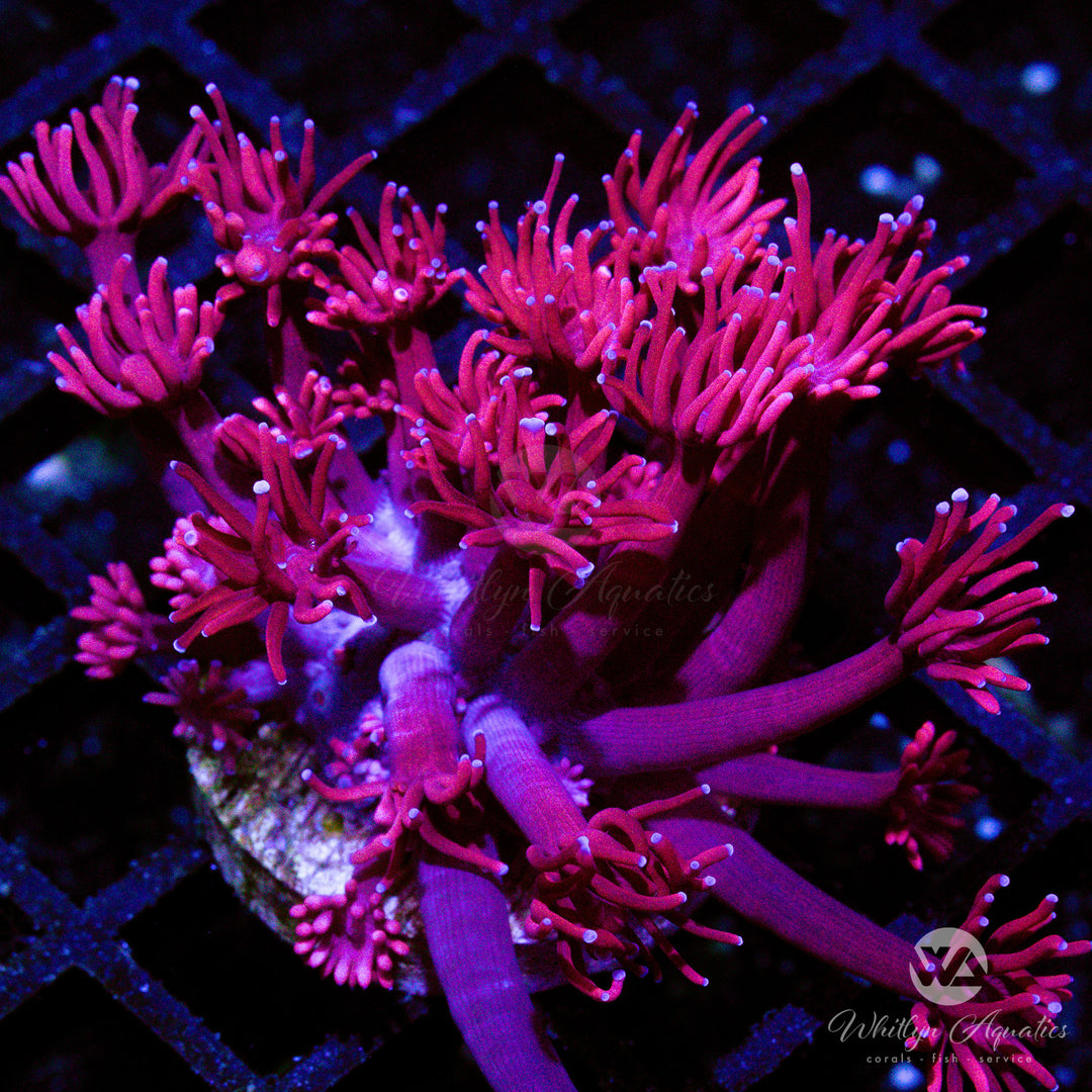 WA Powder Pink Goniopora (Aquacultured)