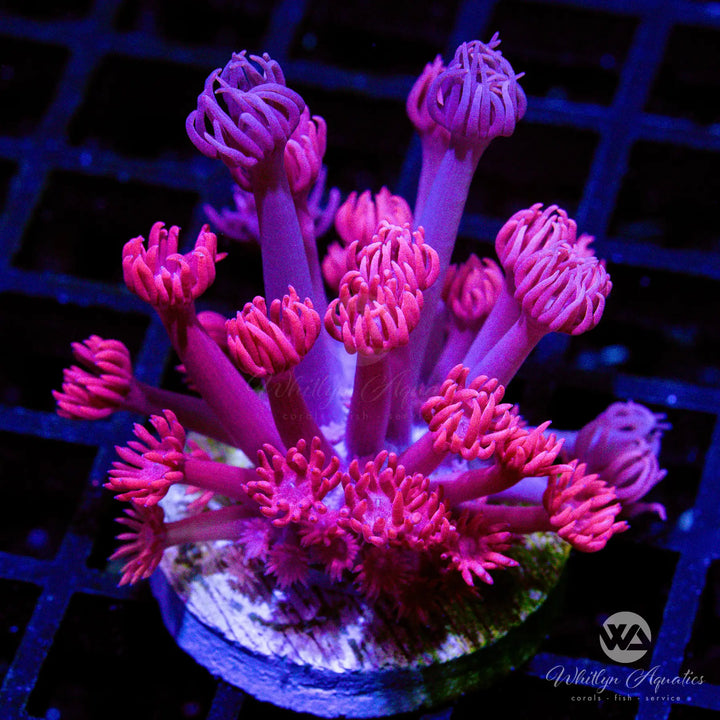 WA Powder Pink Goniopora - WYSIWYG