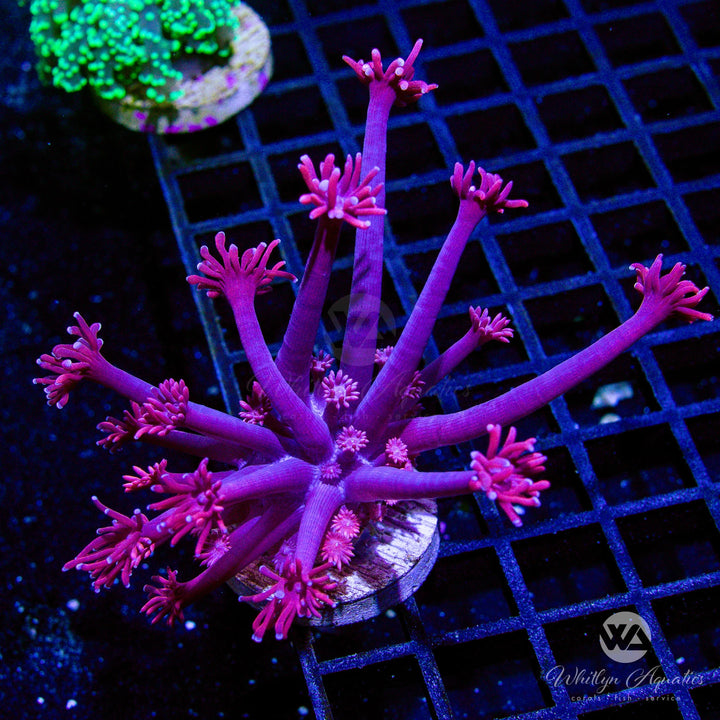 WA Powder Pink Goniopora (Aquacultured)