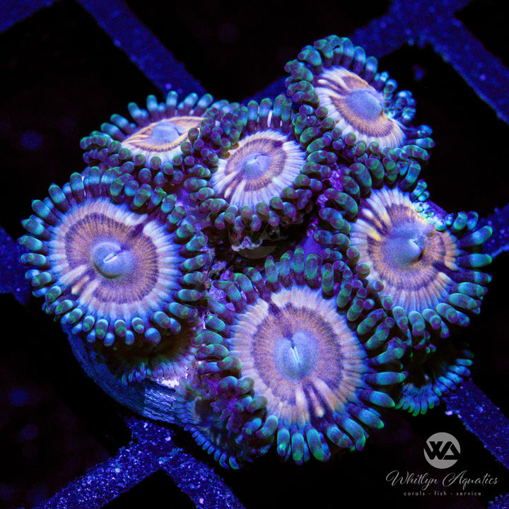 WA Princess Peach Zoanthid (Aquacultured)