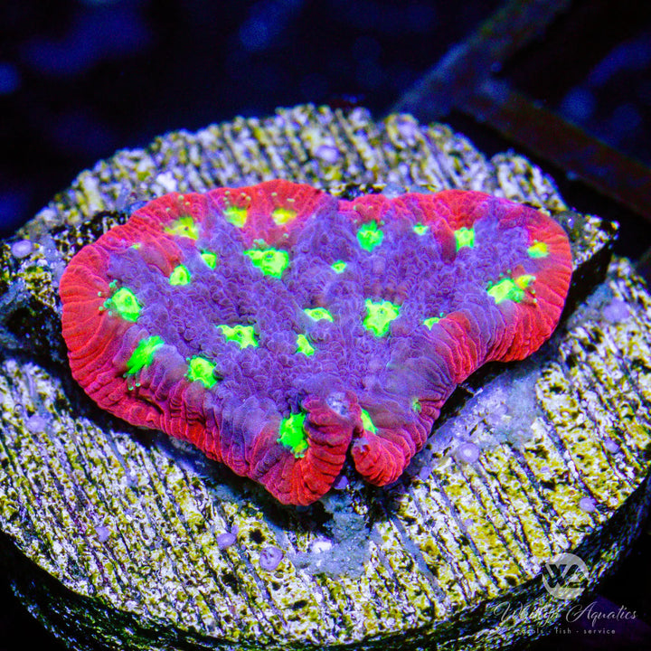 WA Purple Aces Favites - Whitlyn Aquatics