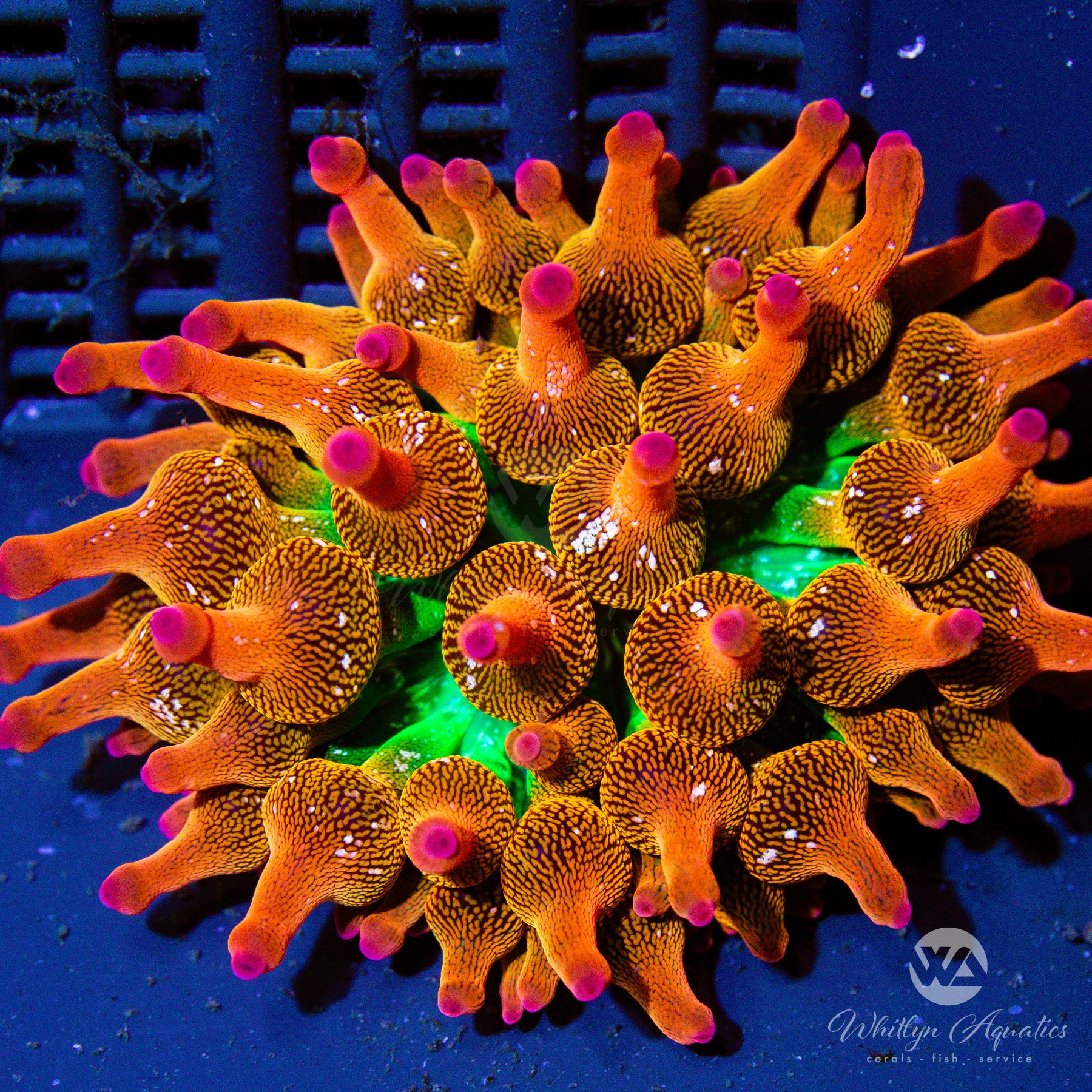WA Rainbow Bubble Tip Anemone - Entacmaea quadricolor – Whitlyn