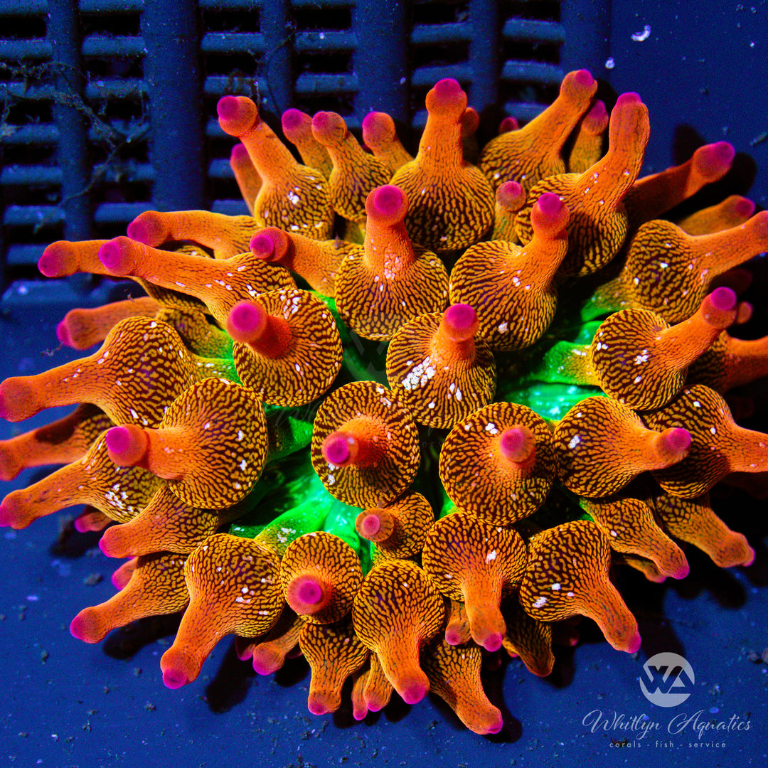 WA Rainbow Bubble Tip Anemone - Entacmaea quadricolor - Whitlyn Aquatics