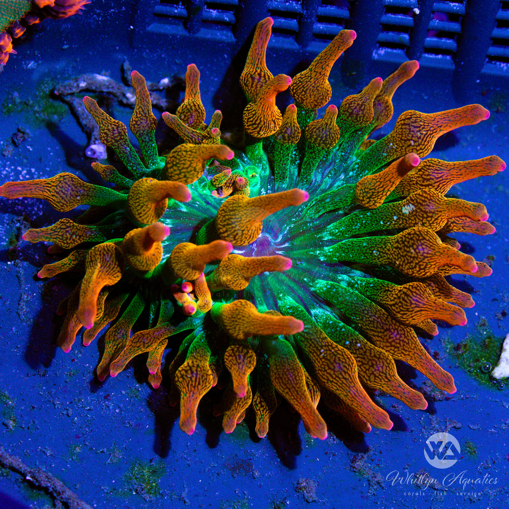 WA Rainbow Bubble Tip Anemone - Entacmaea quadricolor - Whitlyn Aquatics