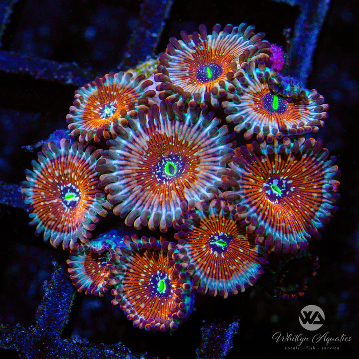 WA Red Zombie Zoa (Aquacultured)